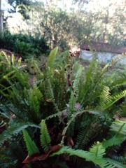 Trichonephila clavipes