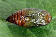 Euchoeca nebulata