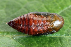Euchoeca nebulata