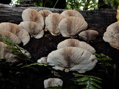 Crepidotus fuscovelutinus image