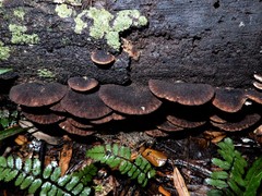 Crepidotus fuscovelutinus image