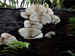 Crepidotus fuscovelutinus image
