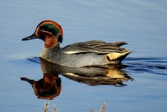 Anas crecca