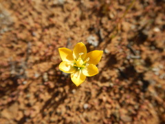Ornithogalum rupestre