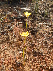 Ornithogalum rupestre