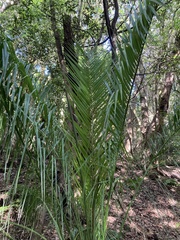 Phoenix canariensis image