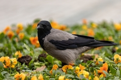 Corvus cornix