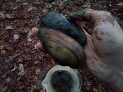 Unio elongatulus