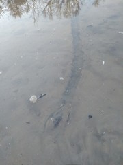 Unio elongatulus