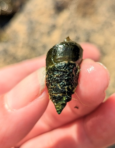 Ringed Hornsnail