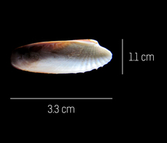 Petricolaria cognata