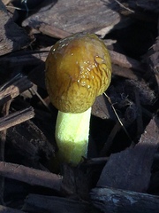 Bolbitius titubans var. olivaceus image