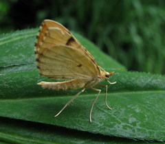 Eulithis mellinata