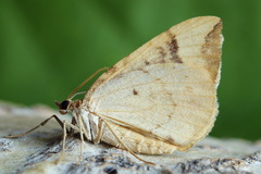 Eulithis populata