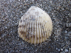 Vasticardium philippinense