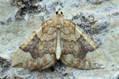 Eulithis populata