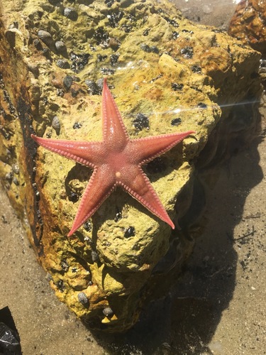 Bollonaster pectinatus observed 2018-12-05