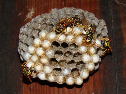 European Paper Wasp photo 3