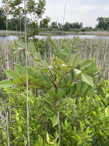 Poison sumac (Toxicodendron vernix)