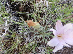 Lygodesmia grandiflora