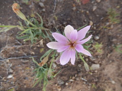 Lygodesmia grandiflora