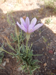 Lygodesmia grandiflora