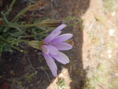 Lygodesmia grandiflora