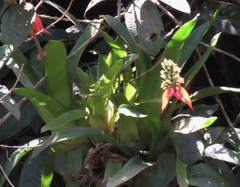 Aechmea mertensii
