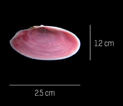 Eurytellina simulans