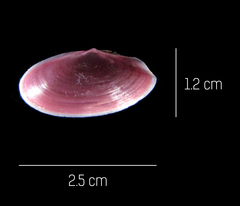 Eurytellina simulans
