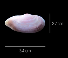 Eurytellina simulans