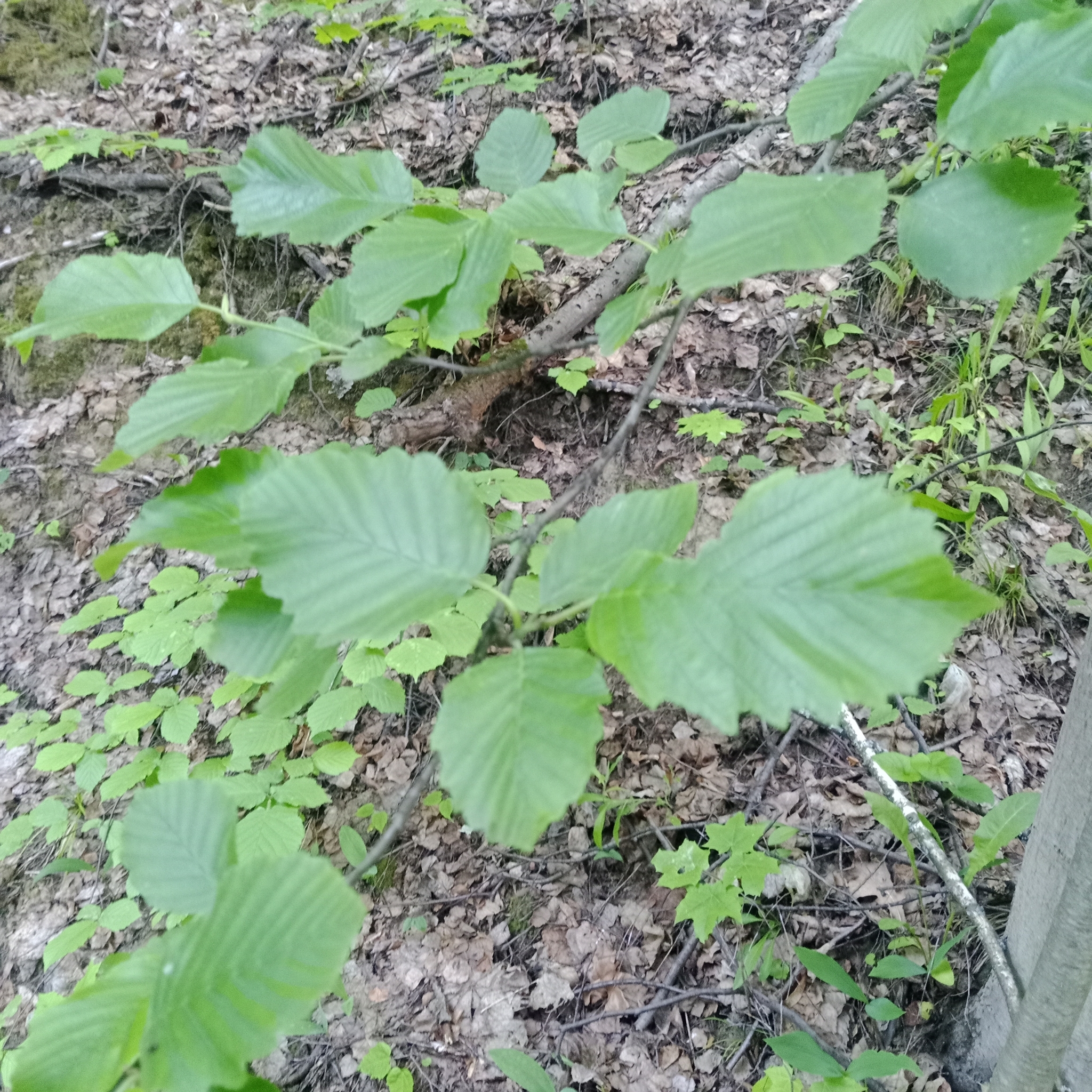 Alnus incana — photo 3