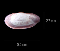 Eurytellina simulans