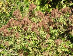 Salpianthus arenarius