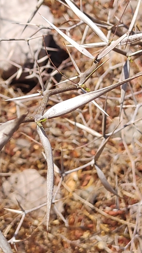 Image of Vachellia campeachiana by no rights reserved