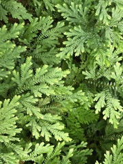 Selaginellales