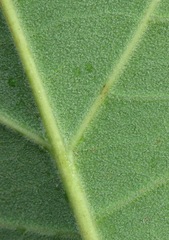 Anemopaegma