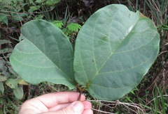 Anemopaegma