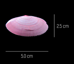 Eurytellina simulans