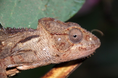 Furcifer oustaleti