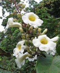 Anemopaegma