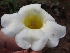 Anemopaegma