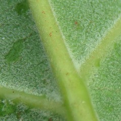 Anemopaegma