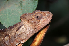 Furcifer oustaleti