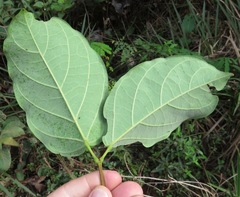 Anemopaegma