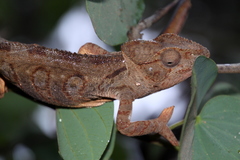 Furcifer oustaleti