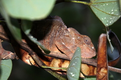 Furcifer oustaleti