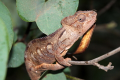 Furcifer oustaleti