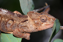 Furcifer oustaleti