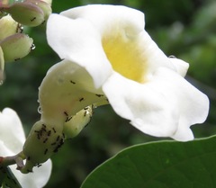 Anemopaegma